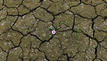 Lonely Flower Amid Cracked Earth In Drought